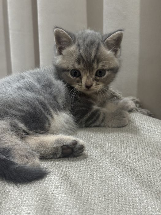 Котята британцы
