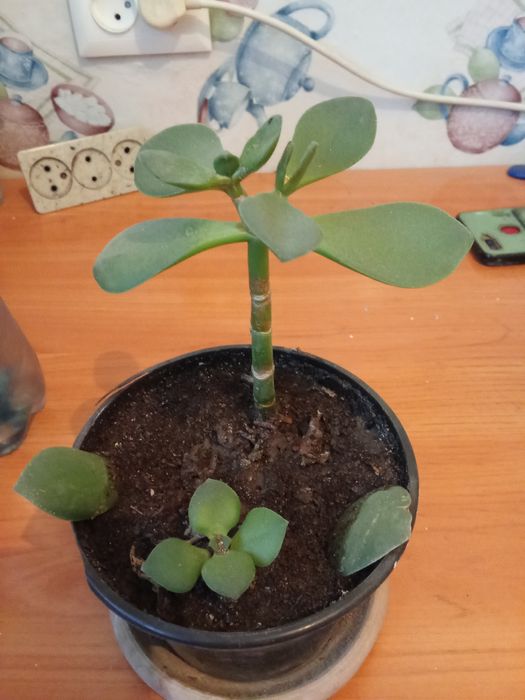 Разные Цветы Домашние.