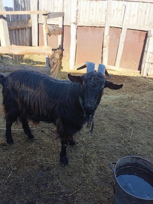 Мелкий рогатый скот