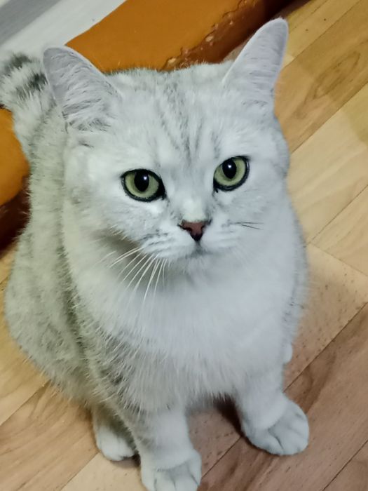 Британская Шиншиловая  кошка.