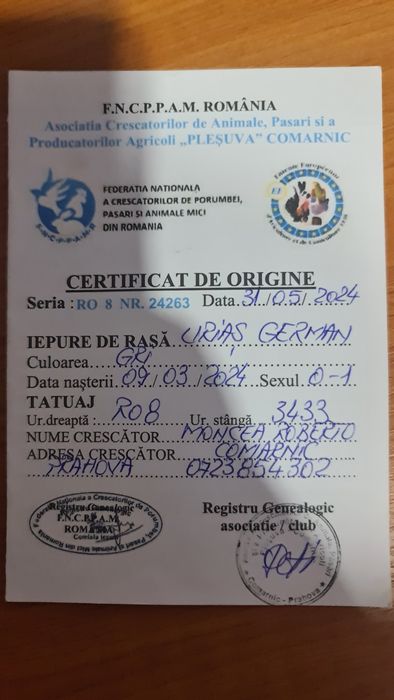 Iepuri Uriasi German