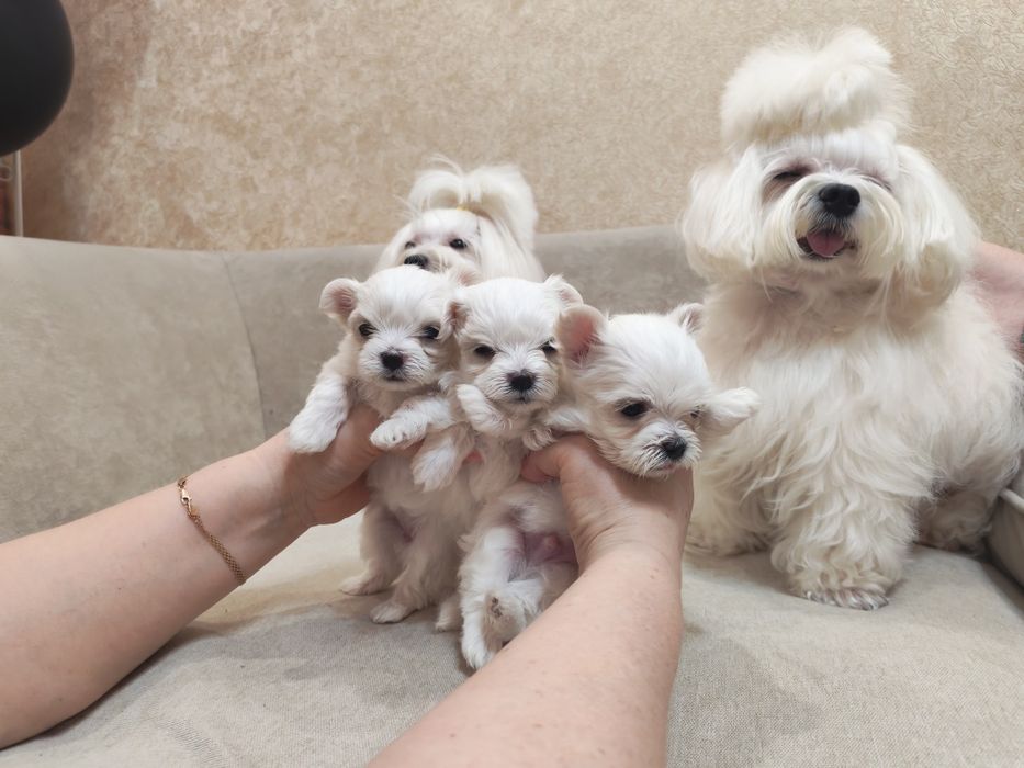 Продам щенко мальтийских болонок