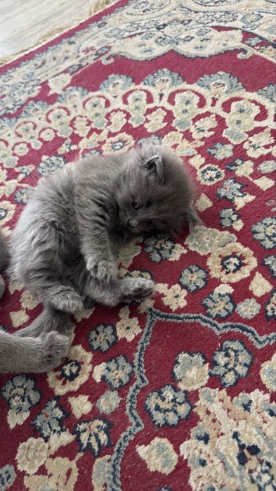 Бесплатно Британский котята