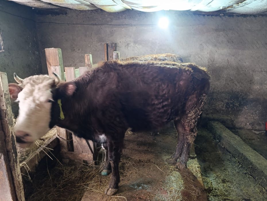 Продам корову !!