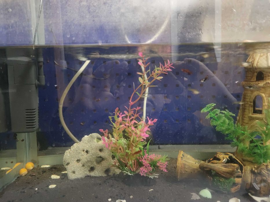 Аквариум и аквариумные рыбки