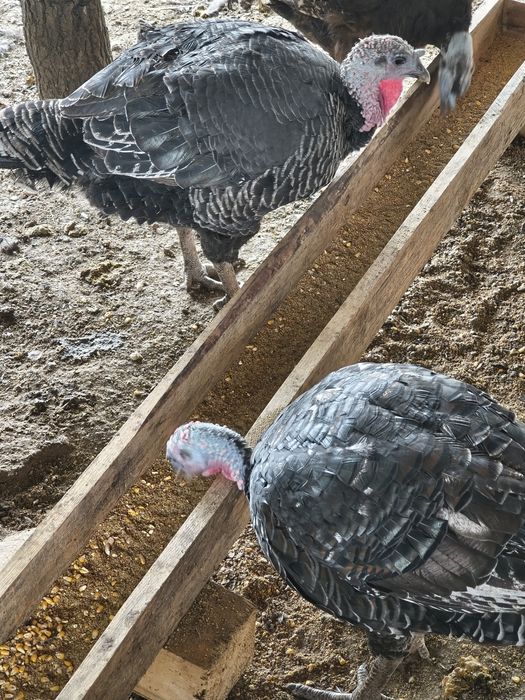 Предлагам Пуяци !