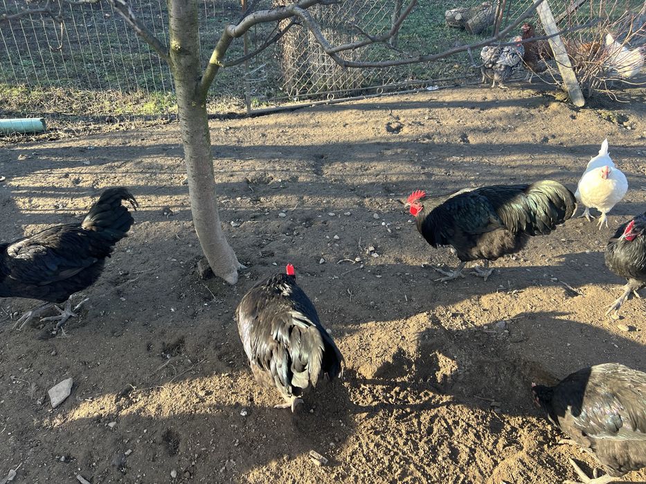 Cocosi Australorp de  9 luni
