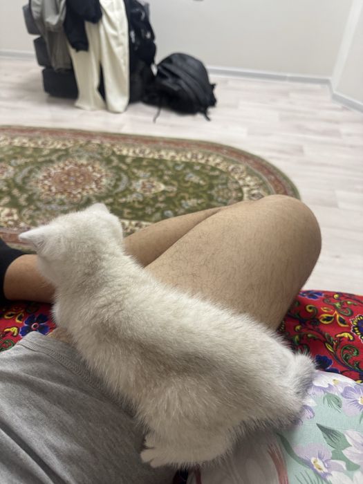 Котёнок британский шиншила