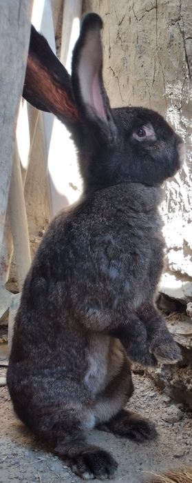 Куенлар сотилади