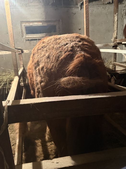 Жылқы лощадь бие байтал айғыр ат тай