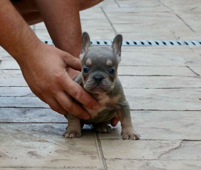 Френски булдог; Frenchies