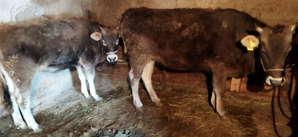 Семіз сиырлар сатылады!