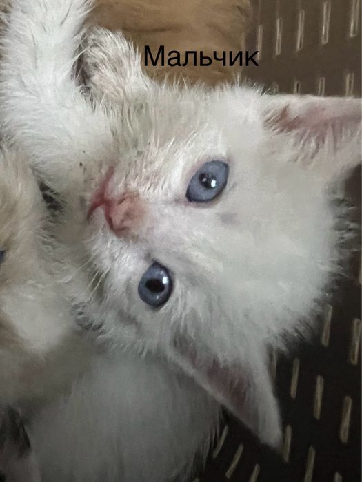 Отдадим котят в добрые руки