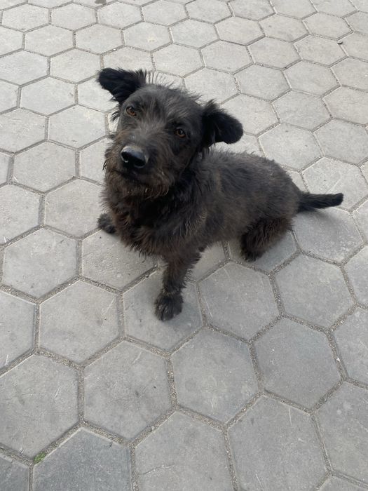 Щенки Питбуль Төбет