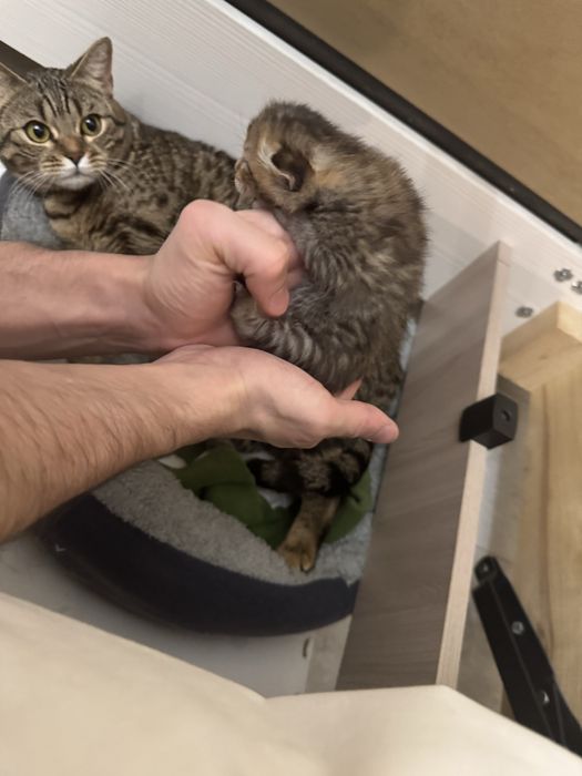 Бенгалские котики