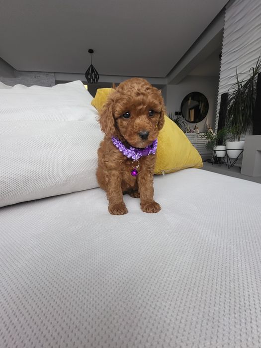 Poodle red Fci pedigree