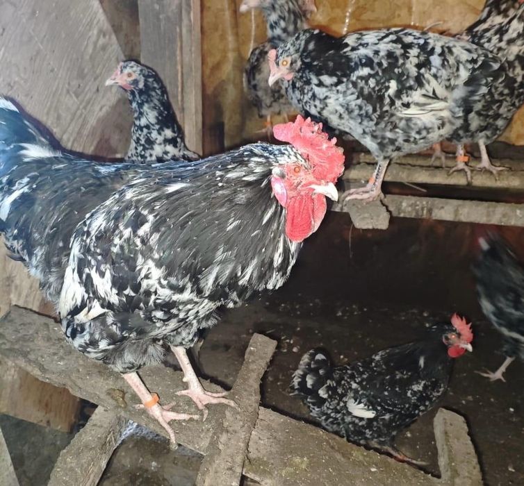 Петушки Ухейилюй !