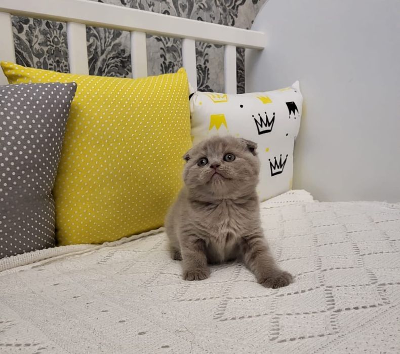 Шотландские фолды