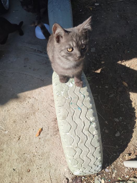 Отдам котят в добрые руки