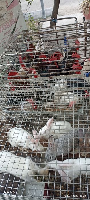 Xoroz tovuq kurka quyon o'rdak g'oz