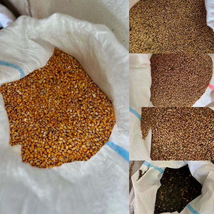 Vând furaj nutritiv pentru animalele tale