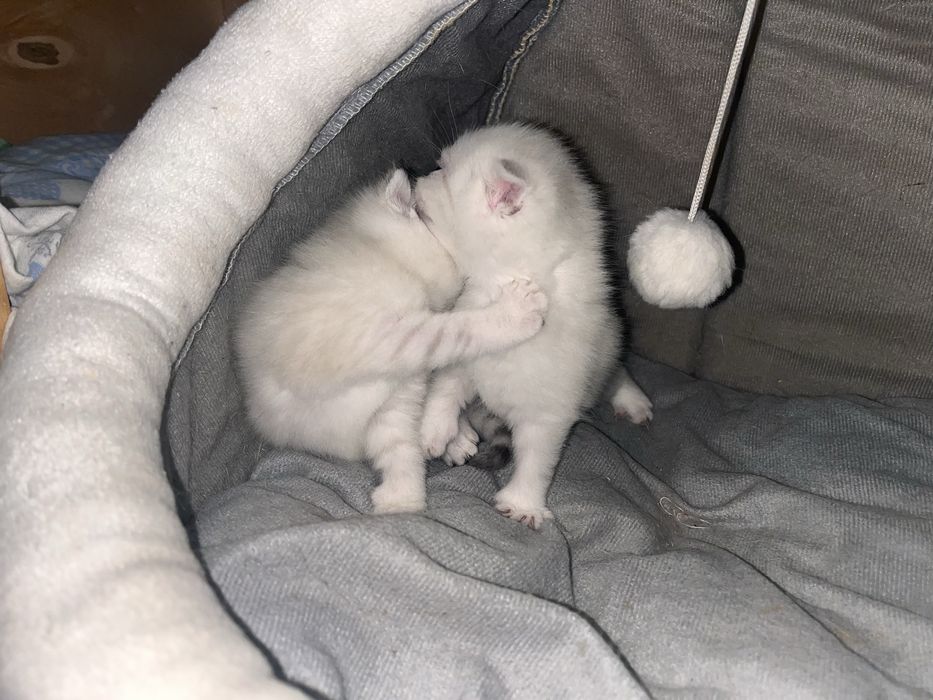 Котята Британские Бронь!