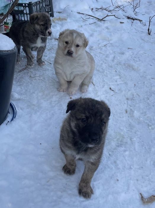 Ищем щенятам любящие семьи!