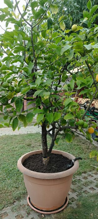 Vand lamai altoiti, cu fructe