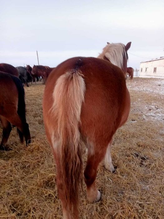 Кобылка на продажу