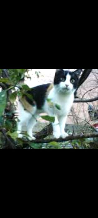 Ofer spre adopție pui de pisica