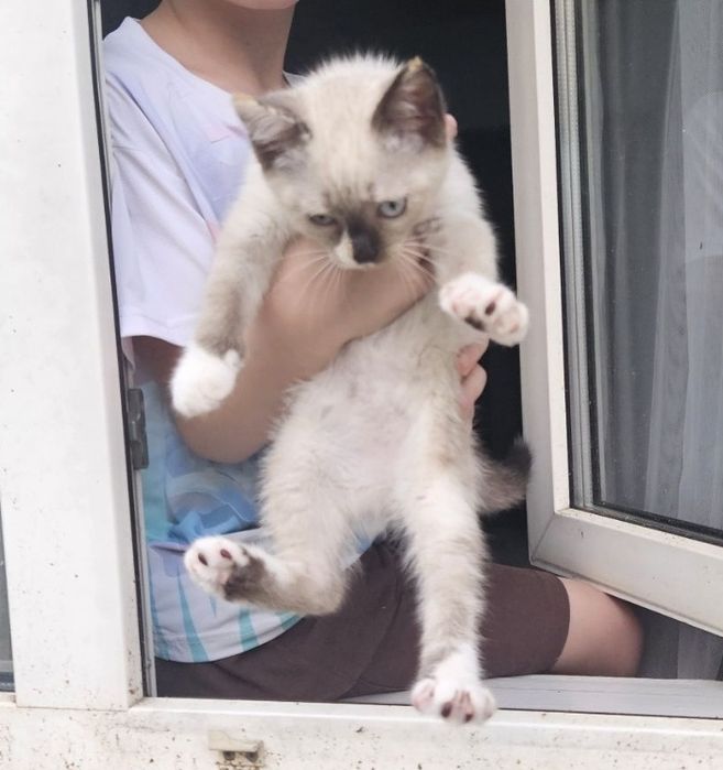 Отдам  котенка приученного