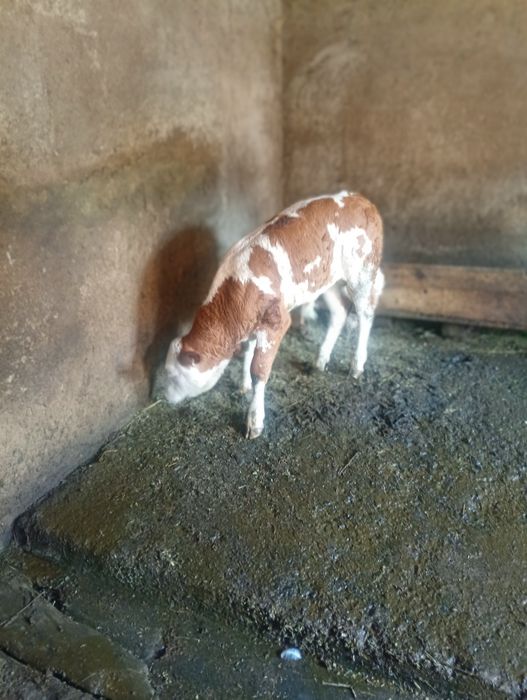 Vând vițel balțat românesc 10 sapt