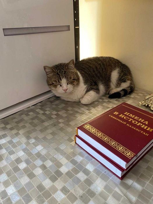 Потерялся кот в районе цона