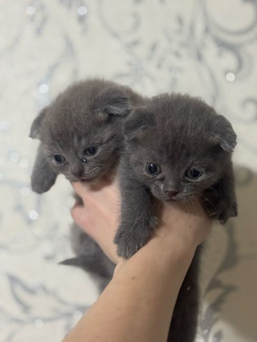 продам котят шотландцы