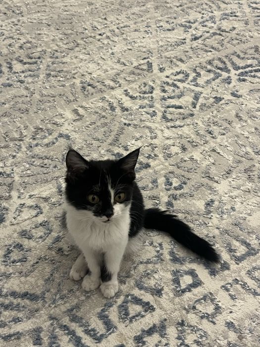 Котенок в добрые руки,девочка