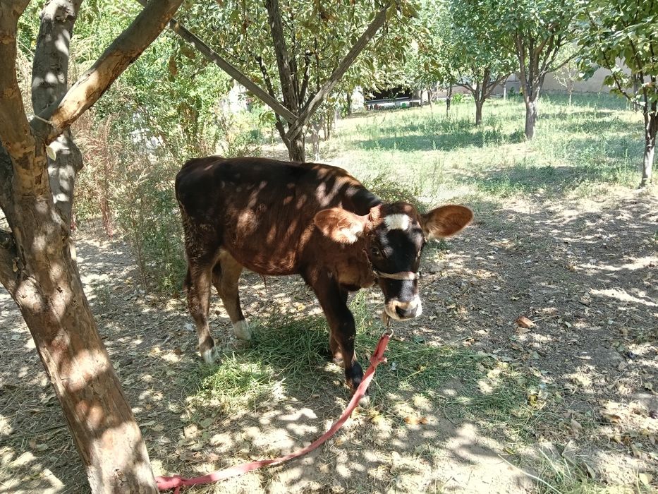 Buqacha sotiladi