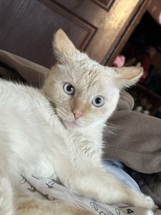 Отдам кота в добрые руки