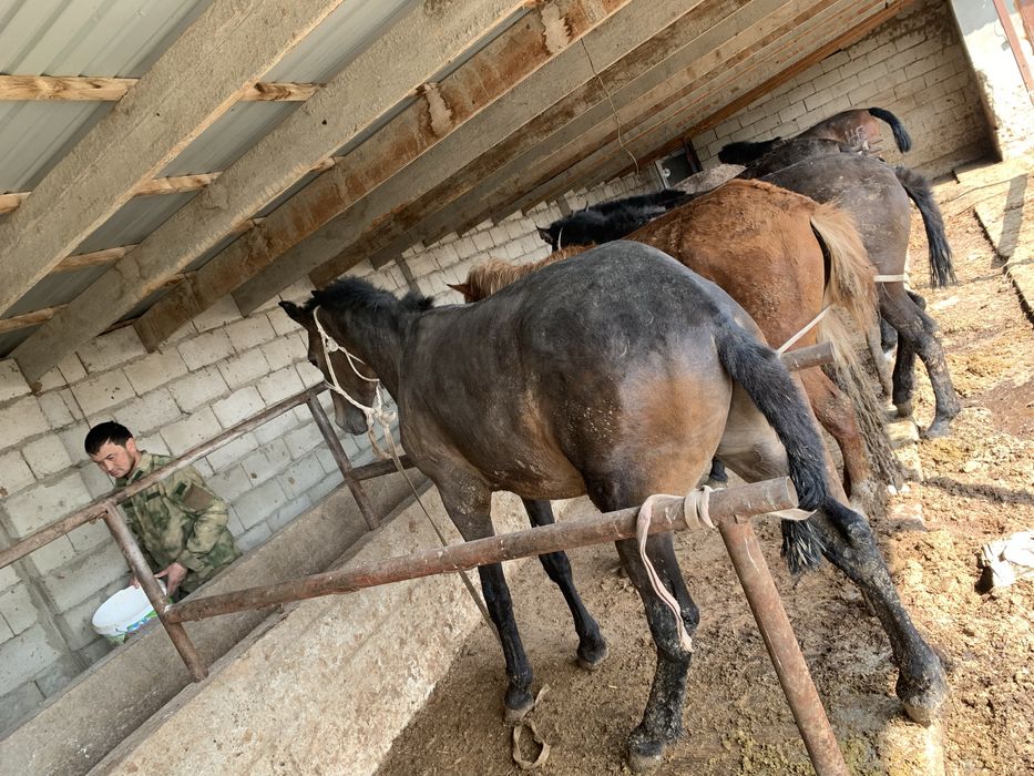 Тайлар сатылады хабарлас!!