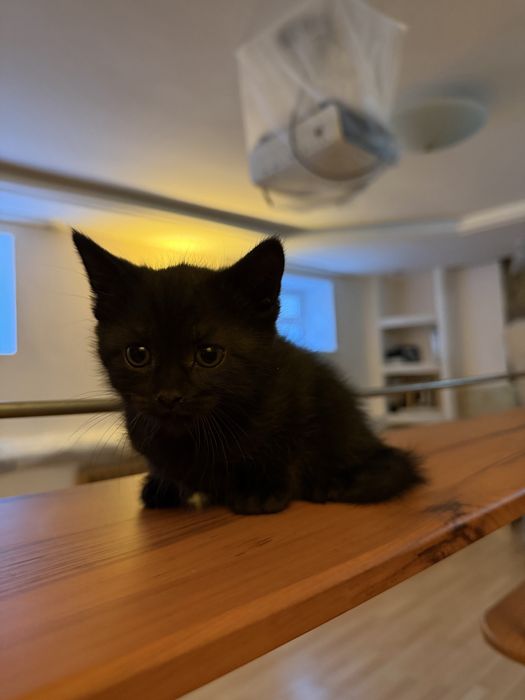 Котят в добрые руки