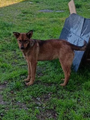 Злые  сторожевые щенки