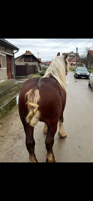 Armăsar de 5ani de vânzare