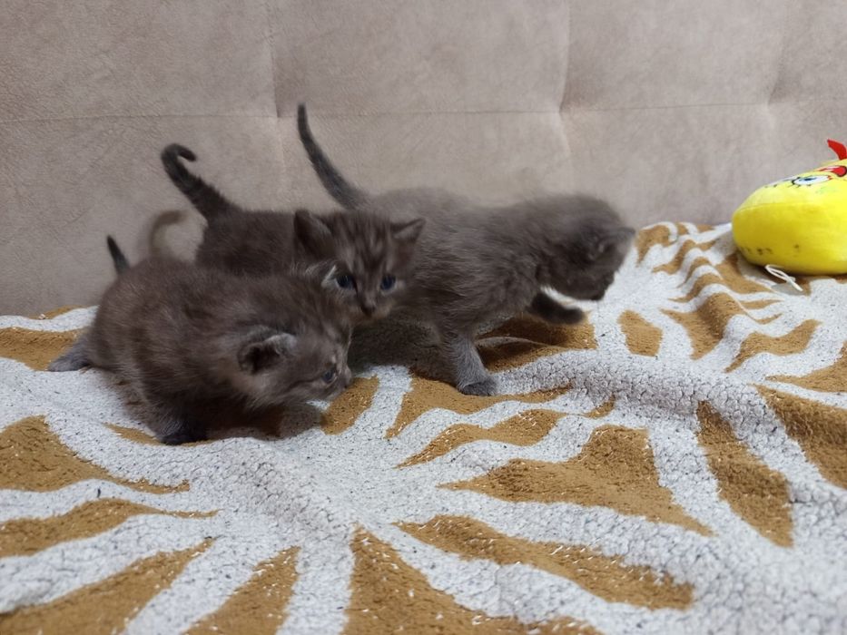 Одам котят в добрые руки