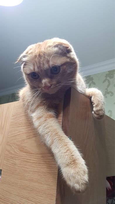 Кошка в добрые руки