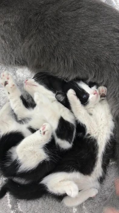 Британский кошки