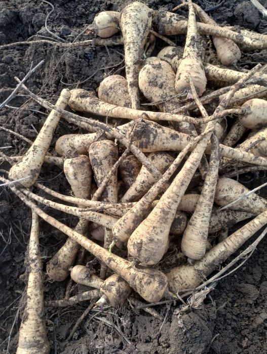 Păstârnac de vânzare