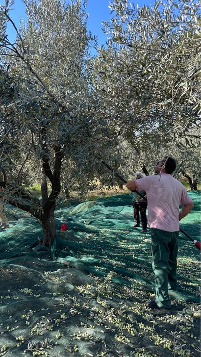 Ulei de masline extravirgin grecia cules personal