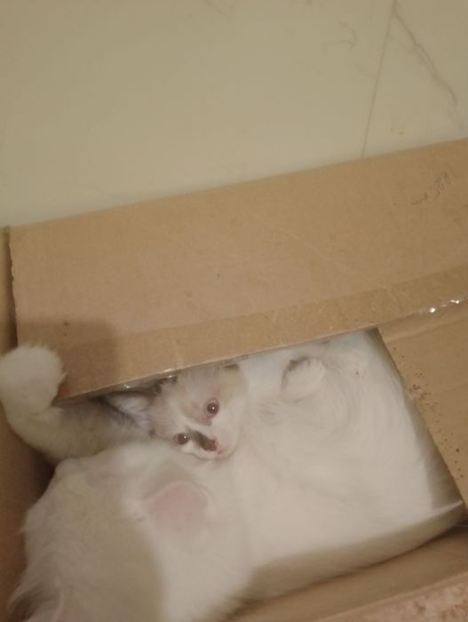 Отдам котят в добрые руки