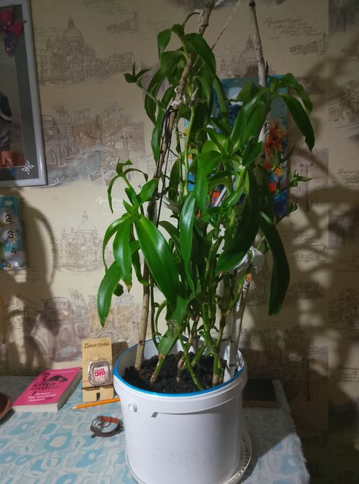 Продам цветок золотой ус