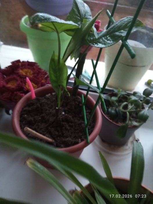 Продаю цветы комнатные