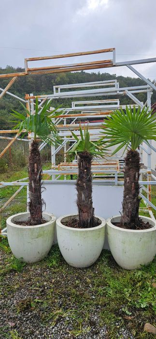 Palmieri maturi in ghiveci mare